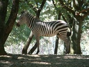Animaux