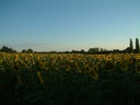 Tournesols